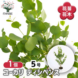 y}\N[|zzz [J fBVyX y Ԗؕc 5^1 z [J [J̕c [J̕c Oj[ Oj[J Oj[[J 