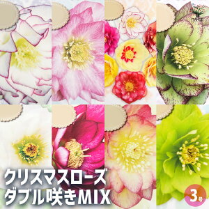 yzNX}X[Y _u炫MIX y ԕc 3 z NX}X[Yc L{EQ w{X Ԑ J[[t _ _  A Ԗ Ԓd