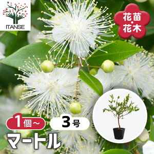 yz }[g y Ԗؕc 3 z }[g Myrtus communis MoCJ ~ }[g CCmL F   t[eB[ n[u V{c[ LO