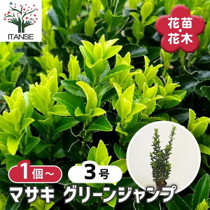 yz }TL O[Wv  y Ԗؕc 3 z A nA A A   Ή O[Jo[ VR R A Mtg v[g 蕨
