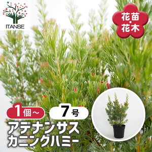 yz AfiTX JjOn~[ y Ԗؕc 7^1 z Adenanthos Albany Woolly bush }KV I[W[vc lCeBut[ t[AWg