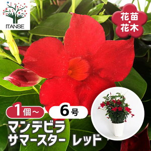 yz}fr T}[X^[bh y ԕc 6^1 z Ԗ Ԃ̕c Ԗ؂̕c N c