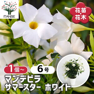 yz}fr T}[X^[zCg y ԕc 6^1 z Ԗ Ԃ̕c Ԗ؂̕c N c