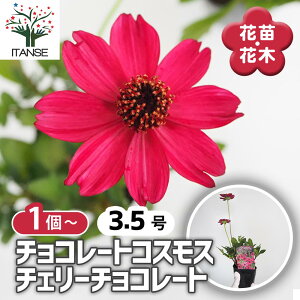 y}\N[|zzz `R[gRXX `F[`R[g y ԕc 3.5 z Ԗ؂̕c ԕc Ԃ̕c  c K[fjO