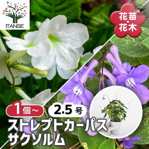 yz XgvgJ[pX TN\ y ԕc 2.5 z MѐA ԕc Ԃ̕c   ؉ ؂ Ԗ   뉀  A Ă₷ 񂹐A K[fjO 