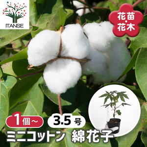 y}\N[|zzz ~jRbg ȉԎq y ԕc 3.5 z 킽  ^ Ȃ̖ ^̖ AIC ϊ hCt[ N[F [YF ԕc Ԃ̕c