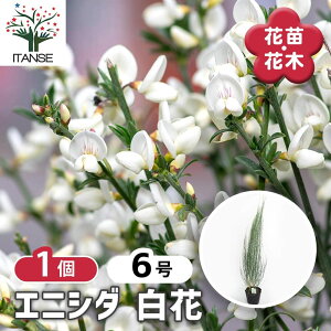 yz GjV_  y Ԗؕc 6^1 z Ԗ؂̕c ԕc Ԃ̕c  c Cytisus scoparius  } Ru[