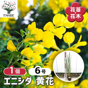 yz GjV_  y Ԗؕc 6^1 z Ԗ؂̕c ԕc Ԃ̕c  c Cytisus scoparius  } Ru[