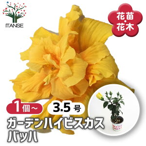 ySSԑSi10OFFz K[fnCrXJX obn y Ԗؕc 3.5 z nCA Hibiscus An AA K MщԖ c c Ԃ̕c A