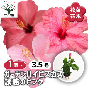 ySSԑSi10OFFz K[fnCrXJX Uf̃sN y Ԗؕc 3.5 z nCA Hibiscus An AA K MщԖ c c Ԃ̕c A