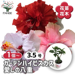 ySSԑSi10OFFz K[fnCrXJX ̔d y Ԗؕc 3.5 z nCA Hibiscus An AA K MщԖ c c Ԃ̕c A