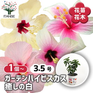 yz K[fnCrXJX ̔ y Ԗؕc 3.5 z nCA Hibiscus An AA K MщԖ c c Ԃ̕c A
