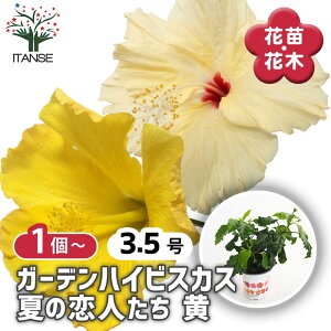 yz K[fnCrXJX Ă̗l  y Ԗؕc 3.5 z nCA Hibiscus An AA K MщԖ c c Ԃ̕c A