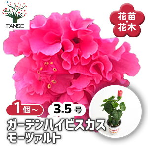 yz K[fnCrXJX [c@g y Ԗؕc 3.5 z nCA Hibiscus An AA K MщԖ c c Ԃ̕c A
