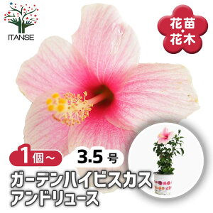 yz K[fnCrXJX Ah[ y Ԗؕc 3.5 z nCA Hibiscus An AA K MщԖ c c Ԃ̕c A