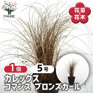 【送料無料】 カレックス コマンス ブロンズカール 【 花苗 5号/1個売り 】 カラーリーフ 草の苗 草 苗 リーフ カレックス Carex oshimensis カヤツリグサ