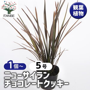 yz j[TC(˗) `R[gNbL[ y Ԗؕc 5^1 z j[TC ˗ I[i^vc N |i J[[t c Ԗ  A 