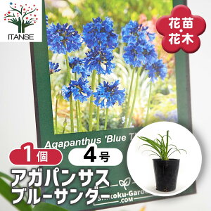 yz AKpTX u[T_[ y ԕc 4^1 z Ԃ̕c  Nq K[fjO