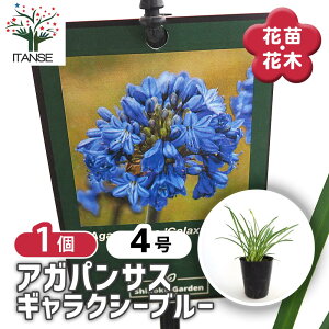 yz AKpTX MNV[u[ y ԕc 4^1 z Ԃ̕c  Nq K[fjO