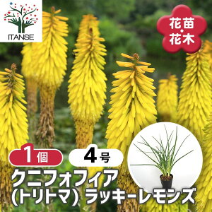 yz NjtHtBA(gg}) bL[Y y ԕc 4^1 z g[`[ Torch Lily ԌFS VO} O[Q CCG[̉