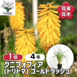 yz NjtHtBA(gg}) S[hbV y ԕc 4^1 z g[`[ Torch Lily ԌFS VO} O[Q CCG[̉