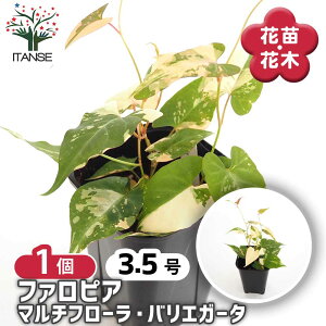 yz t@sA }`t[oGK[^ y ԕc 3.5^1 z chN_~ fallopia multiflora variegated sNF J[[t ^f  N ԕc Ԃ̕c