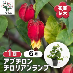 yz Au` `Av y Ԗؕc 6^1 z Abutilon hubridum Himeringo quhD AIC Ђ߂