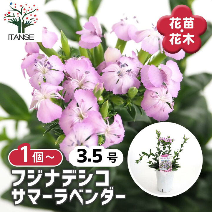 楽天市場】【送料無料】 フジナデシコ サマーラベンダー 【 花苗 3.5号 