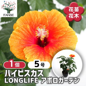 【送料無料】 ハイビスカス LONGLIFE アポロガーデン 【 花木苗 5号/1個売り 】 ハワイアン Hibiscus アロハ アロアロ 仏桑花 熱帯花木 苗 苗木 花の苗 庭植え