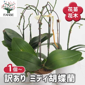 yz Ӓ ~fB 󂠂 y ԕc z  t@mvVX Phalaenopsis R`E  ԕc Ԃ̕c   ؉ ؂ Ԗ   뉀  A Ă₷ 