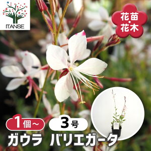 【送料無料】 ガウラ バリエガータ 【 花苗 3号 】 花苗 花の苗 ガウラ 白蝶草 ハクチョウソウ 多年草 鑑賞 ガーデン 鉢植え 庭植え 地植え
