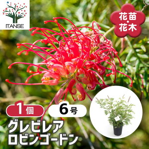 y}\ԁ|Cg5{z OrA rS[h y Ԗؕc 6^1 z OrA̕c uX^ nSmL VmumL VL[I[N ΍ Ԗ