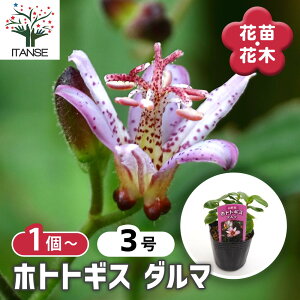 【マラソン期間★ポイント5倍】 ホトトギス ダルマ 【 花苗 3号 】 杜鵑草 油点草 ユテンソウ 山野草 花苗 花 苗 苗木 花の苗 花木苗 花木 ガーデニング 庭植え 地植え 鉢植え ベランダ