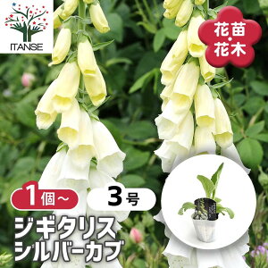 yz WM^X Vo[Ju y ԕc 3 z Ԃ̕c K[fjO 񂹐A x h