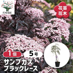 y}\N[|zzz TuJX ubN[X y Ԗؕc 5^1 z V{c[ LO Ԗ c c Ԃ̕c A nA A x_ K[fjO Ԓd 뉀 