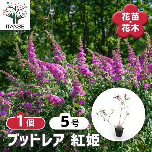 yz ubhA gP y Ԗؕc 5^1 z ԕc Ԃ̕c ubhA ubgA A nA j ĕ Ă₷