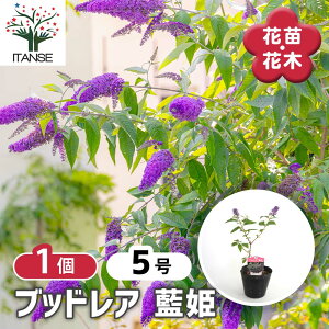 【マラソン期間★ポイント5倍】 ブッドレア 藍姫 【 花木苗 5号/1個売り 】 花苗 花の苗 ブッドレア ブットレア 鉢植え 地植え お祝い 育て方 育てやすい