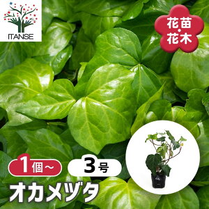 【マラソン期間★ポイント5倍】 オカメヅタ 【 花木苗 3号 】 ヘデラ・カナリエンシス つる性 常緑 低木 リーフプランツ セイヨウキヅタ シンボルツリー 送料無料 即出荷 即納 即日出荷 翌日