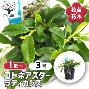 y}\ԁ|Cg5{z RglAX^[ fBJX y Ԗؕc 3 z RglAX^[ I[^t@C[ OhJo[ OEhJo[ Ȃ v 