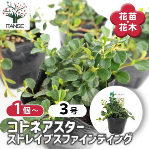 yz RglAX^[ XgCuXt@CfBO y Ԗؕc 3 z RglAX^[ I[^t@C[ OhJo[ OEhJo[ Ȃ v 