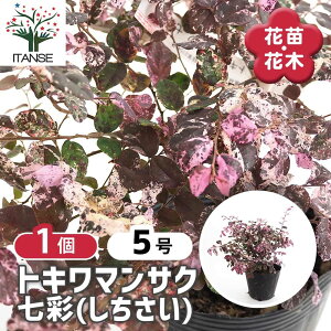 【送料無料】 トキワマンサク 七彩 【 花木苗 5号/1個売り 】 常盤万作 常盤満作 黒系の葉を通年楽しめるカラーリーフとしても人気