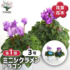 yz VN hS y ԕc 3 z ԕc Ԃ̕c JKroi t[ ~̉ EB^[t[