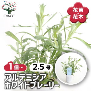 yz Ae~VA zCgv[[ y ԕc 2.5 z ԕc Ԃ̕c  J[[t Vo[[t