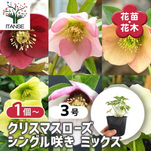 y}\N[|zzz NX}X[Y VO炫MIX y ԕc 3 z NX}X[Yc L{EQ w{X Ԑ J[[t _ _  A Ԗ Ԓd