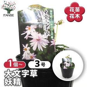 【マラソン期間★ポイント5倍】 大文字草(ダイモンジソウ) 妖精 【 花苗 3号 】 耐寒性 多年草 露地植え シェードガーデン 山野草 花苗 お花の苗 花 生け花 切花 切り花
