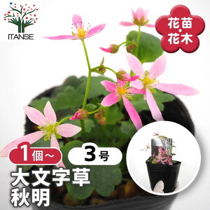 【マラソン期間★ポイント5倍】 大文字草(ダイモンジソウ) 秋明 【 花苗 3号 】 耐寒性 多年草 露地植え シェードガーデン 山野草 花苗 お花の苗 花 生け花 切花 切り花