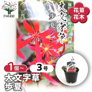 【マラソン期間★ポイント5倍】 大文字草(ダイモンジソウ) 歩夏 【 花苗 3号 】 耐寒性 多年草 露地植え シェードガーデン 山野草 花苗 お花の苗 花 生け花 切花 切り花