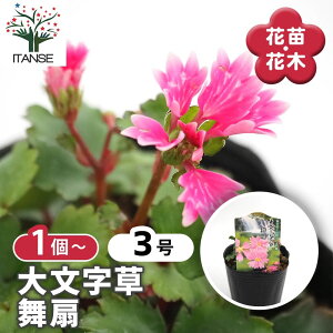 【マラソン期間★ポイント5倍】 大文字草(ダイモンジソウ) 舞扇 【 花苗 3号 】 耐寒性 多年草 露地植え シェードガーデン 山野草 花苗 お花の苗 花 生け花 切花 切り花