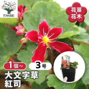 【マラソン期間★ポイント5倍】 大文字草(ダイモンジソウ) 紅司 【 花苗 3号 】 耐寒性 多年草 露地植え シェードガーデン 山野草 花苗 お花の苗 花 生け花 切花 切り花
