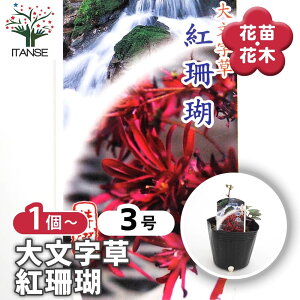 【マラソン期間★ポイント5倍】 大文字草(ダイモンジソウ) 紅珊瑚 【 花苗 3号 】 耐寒性 多年草 露地植え シェードガーデン 山野草 花苗 お花の苗 花 生け花 切花 切り花